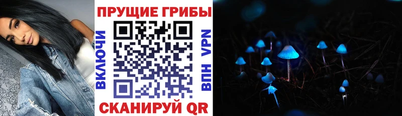 наркота  Козьмодемьянск  Галлюциногенные грибы Psilocybe 